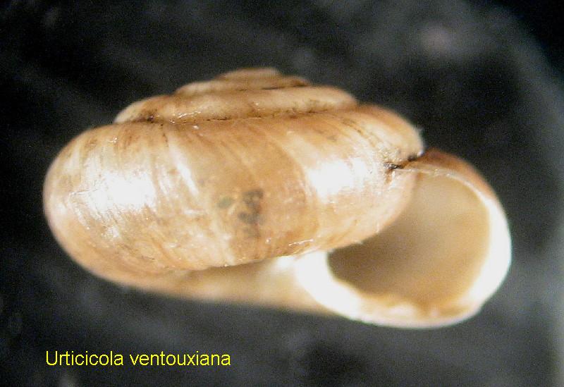 Urticicola ventouxiana